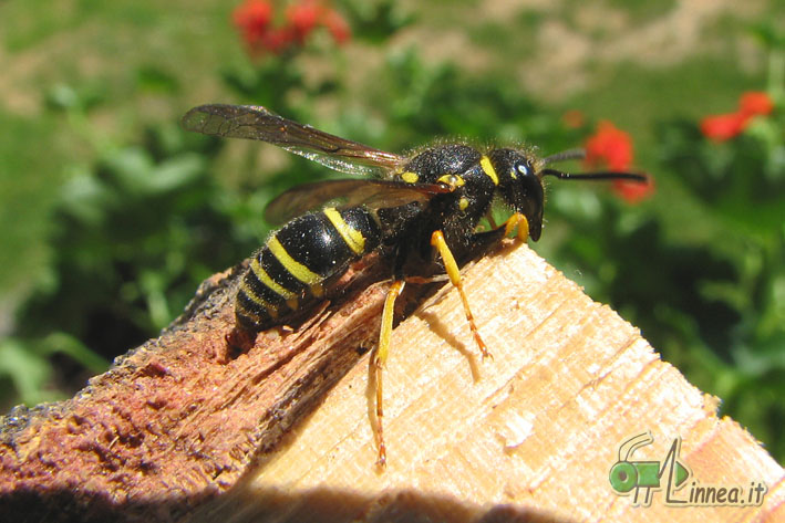 Ancistrocerus sp.